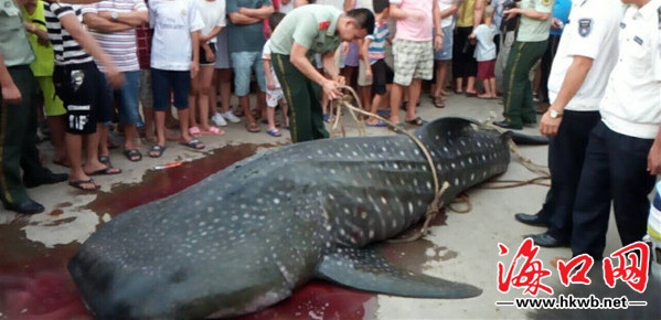 海南鲸鲨搁浅被拖入港槽 发现时已死亡